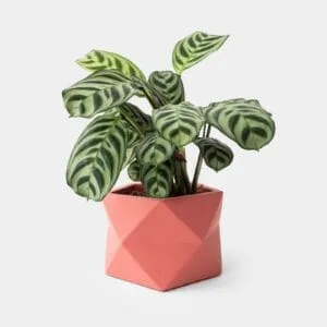 Pots and Vases